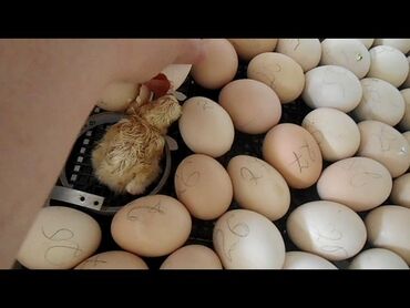инкубационные яйца бройлера: Куплю | Инкубационные яйца