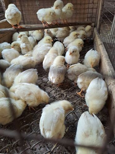 купить цыплята: Цыплята несушки,только курочки,провакцинированны.Начинают нестись в
