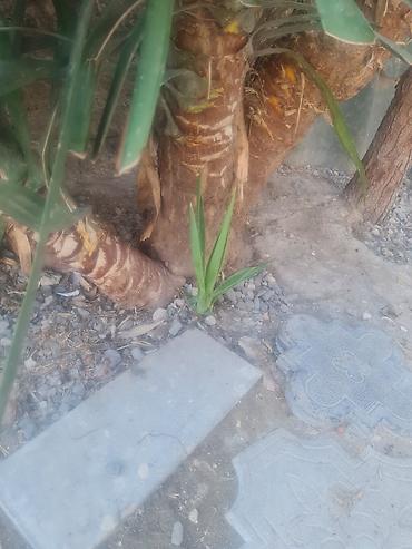 mal dili kaktus: Dekorativ Yucca Ağacı – həyət və bağ üçün - Növ: Yucca (hündür — 2