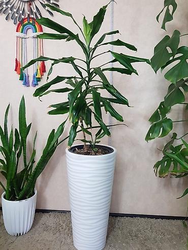 Монстеры: Продаются комнатные растения. Выращенные в домашних условиях и — 7