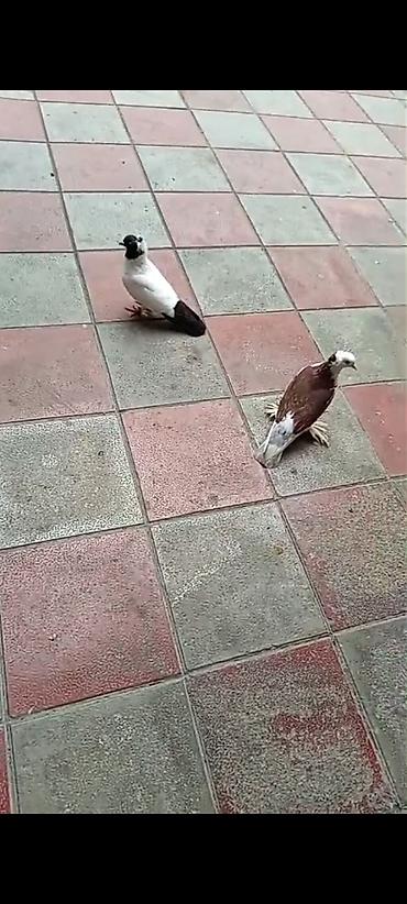 Quşlar: Salam dekarativ ağbaş erkəydi,manax mayayla barter de olunur,satışda — 5