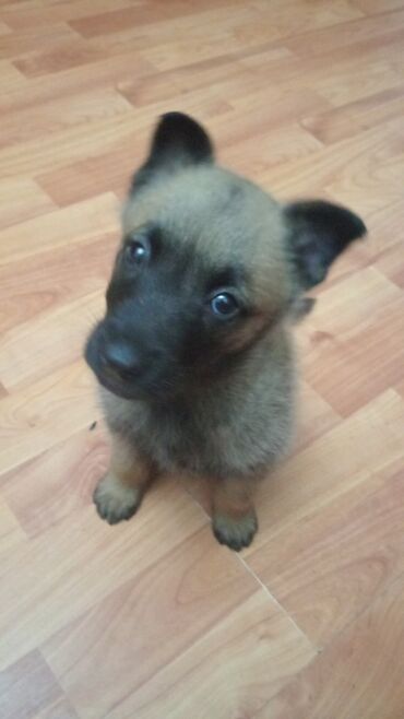 şirin itlər: Belçika çoban iti