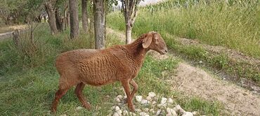 куплю щенка французского бульдога: Сатам | Ургаачы кой (ургаачы)
