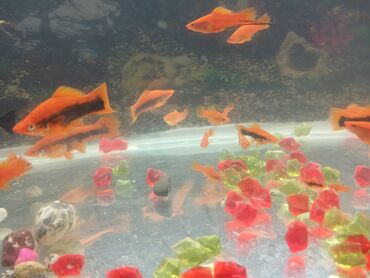 аквариум баку: Akvarium balıqları meçinoz qılınc quyruq qiymet razmerden aslıdı