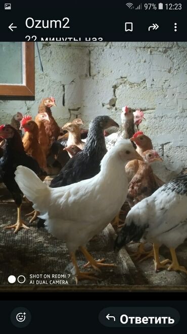 Коровы, быки: Salam 3 aylq colpa