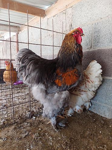 Куры, петухи: Продаю | Куры | Брама | Для разведения — 23