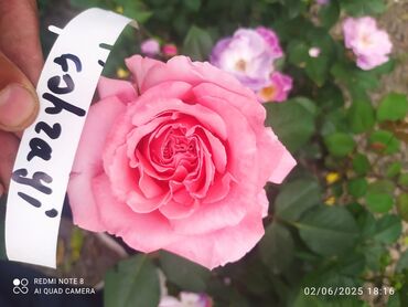 Şitillər: Məhsul: Bağ bitkiləri və meyvə fidanları seçimi - Hibiskus (Rose of — 55