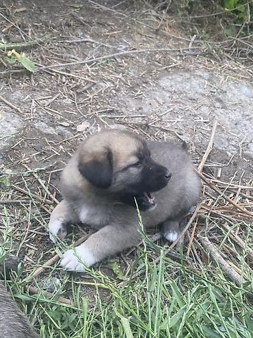 İtlər: 1 ay, Erkek, Peyvəndli, Ödənişli çatdırılma — 2