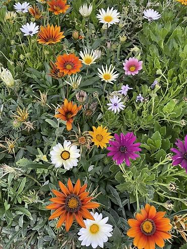gul toxum satışı: Qırmızı sardunya, papatya və narıncı-akçaçiçək (tagetes) fidanları - — 5