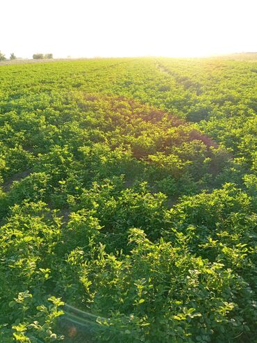 Dovşanlar: Yonca (lüsern) sahəsi – yemlik yaşıl kütlə - Məhsul: Yonca (Medicago