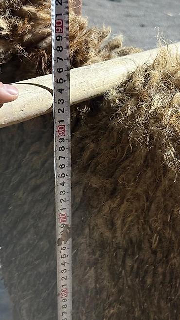 Баран, овца: Продаю | Баран (самец) | Арашан — 8