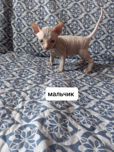 Продажа кошек: Донской сфинкс, 1 месяц, Девочка