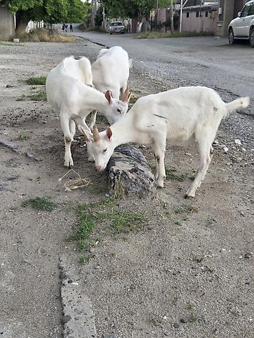 labrador satilir: Erkək, il: 3, Südlük, Ünvandan götürmə — 9