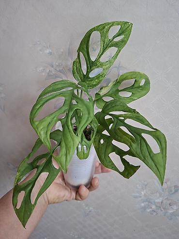 Сингониумы: Коллекция комнатных растений — подборка декоративно-лиственных — 25