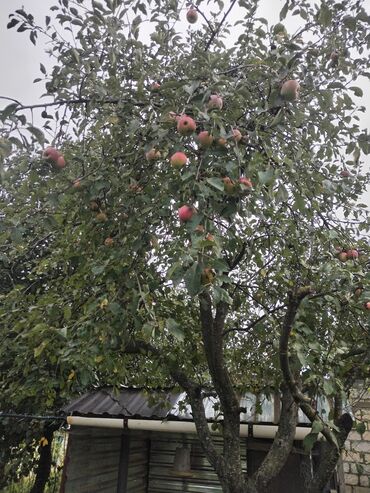 Həyət evləri və villaların satışı: 1 otaqlı, 36 kv. m, Yeni təmirli — 40