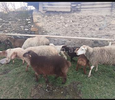 Qoyunlar, qoçlar: Qoyun və quzular satilir quzular yekedi 10-8 kiloqram arasidi yeke — 1