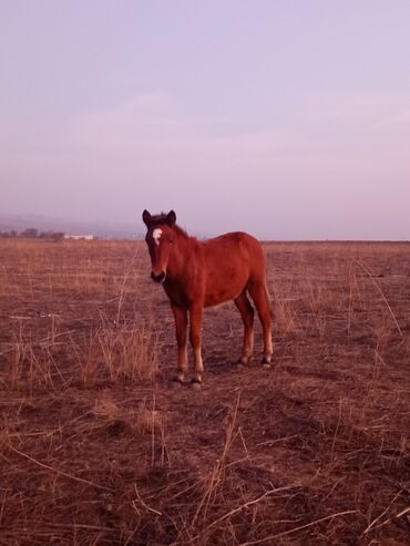 Atlar: Dişi, il: <1 -da lalafo.az — 9 Atlar: Dişi, il: <1 — 9