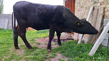 Коровы, быки: Продаю | Бык (самец) | На откорм — 3