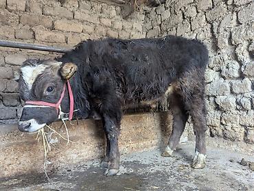 Коровы, быки: Продаю | Бык (самец) | На откорм | Привязанные — 7