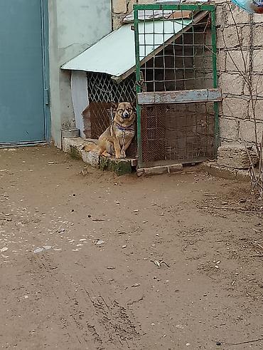 İtlər: Məhsul: İt (kiçik/orta ölçülü) Təsvir: - Fotoşəkillərdə olan sadiq və — 2