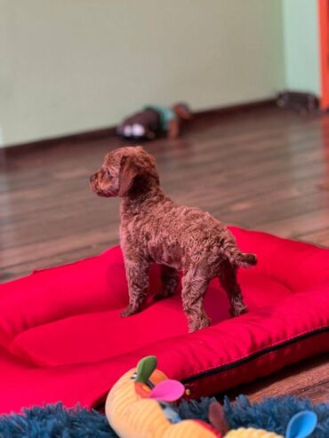 Psi: Nasa odgajivacnica se nalazi u Indjiji i bavimo se uzgojom pasa 15 — 17