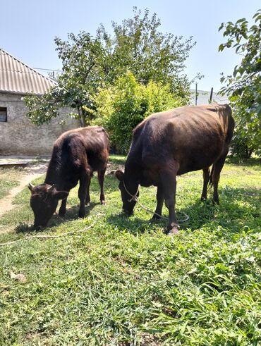 K/t heyvanları üçün mallar: Dişi, il: 4, Damazlıq, Südlük, Ətlik, Ünvandan götürmə