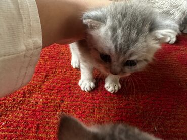сколько стоит вислоухий котенок: Мышыктар сатылат