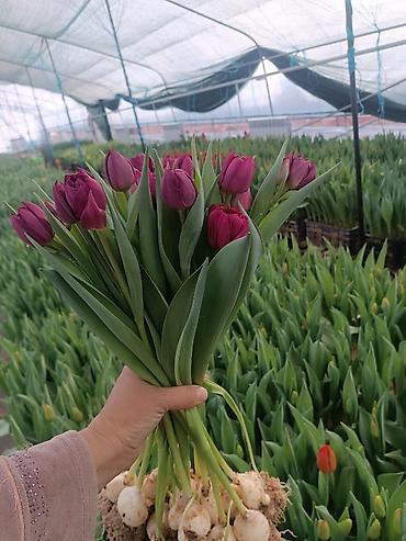 Цветы и букеты: Тюльпаны тепличного выращивания — срезка и срезочные бутоны - — 9