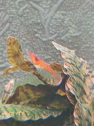 где купить альгицид для бассейна: Креветки неокаридина Red Cherry (Neocaridina davidi “Red Cherry”) — 4