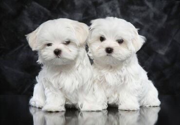 Lovely Maltese puppies available for adoption. 11 weeks old now