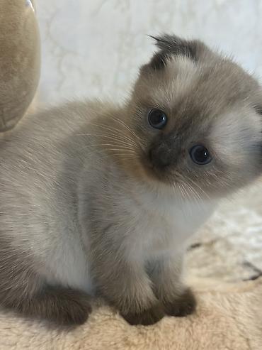 Pişiklər: Şotland, Erkək, Dişi — 8