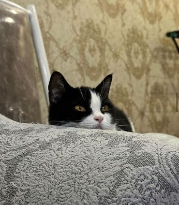 британская кошка золотая шиншилла: Добрая и ласковая Моня в поисках дома 🥺❤️‍🩹 Молодая и здоровая кошка