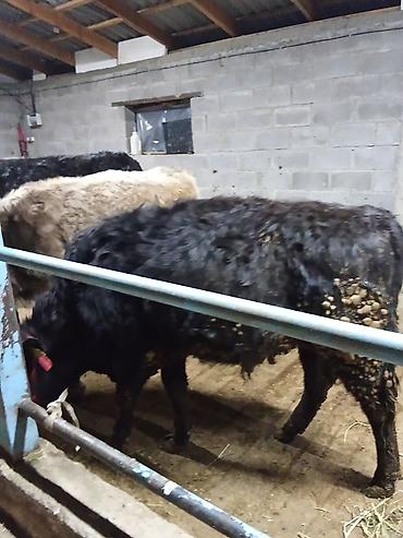 Коровы, быки: Продаю | Бык (самец) | На откорм | Привязанные — 6