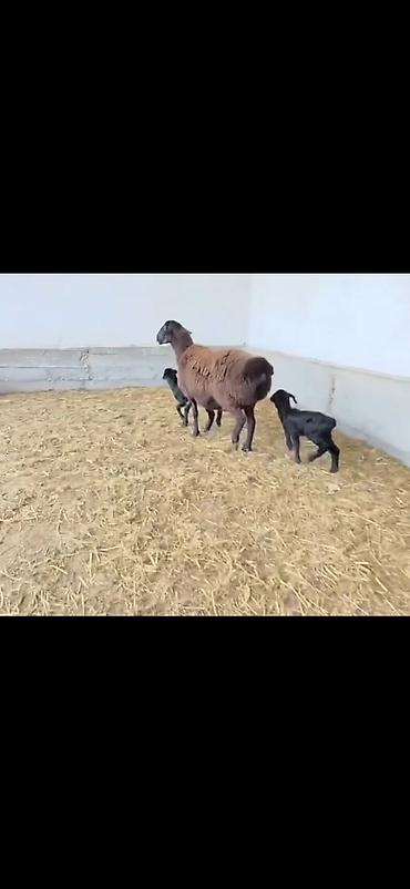 Qoyunlar, qoçlar: Qoyun və 2 quzu – ana ilə birlikdə - Cins: ehtimalən yerli — 7