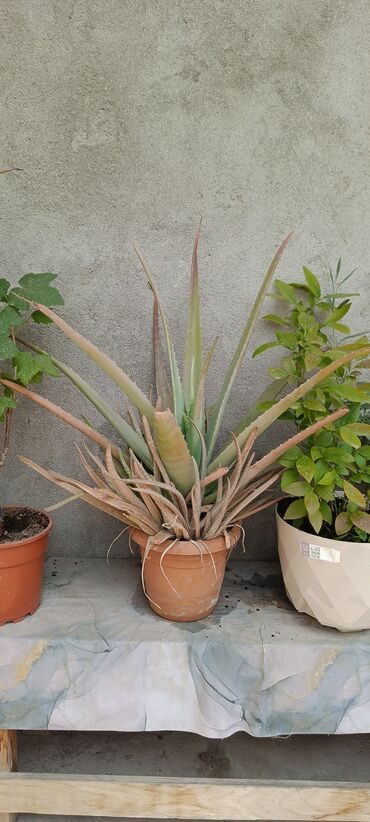 sansevieria gulu: Aloe vera. Gullerin şitilleri muğladan getirilib, temiz sort
