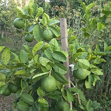 limon ağacı: Meyvəli sitrus ağacı – qabda yetişdirilən limon/bergamot tipli sort - — 1