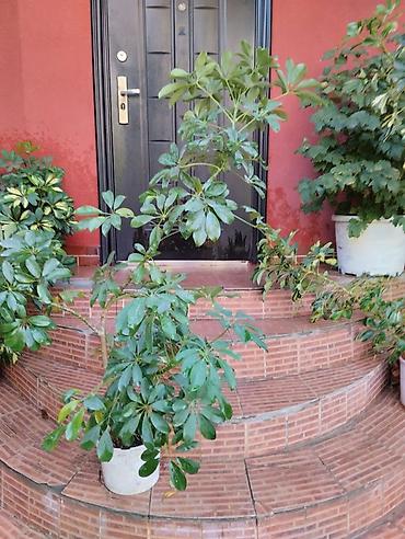orxideya torpağı: Schefflera (zonnət/şəmşirağacı) saksı bitkisi - Çox budaqlı, sıx — 1