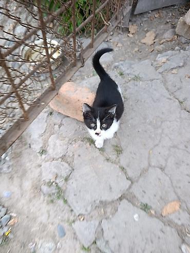 котята кант: Кошка даром: Беспородная, 2 месяца, Девочка, Проглистована — 3