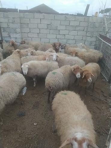 Digər kənd təsərrüfatı heyvanları: Digər kənd təsərrüfatı heyvanları — 6