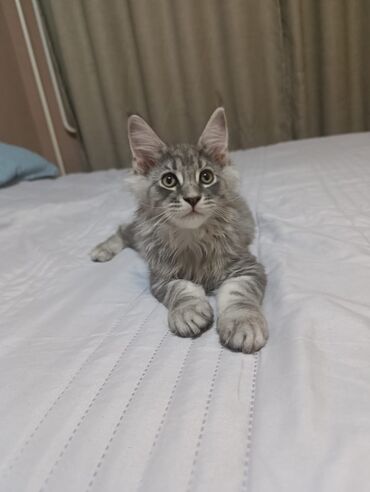 мейн кун бишкек 😺 питомник lyubushka 🐈 купить котенка 🐾 цена фото: Продаются котята,породы мейн-кун! Возраст -2 месяца Родились 6 мая