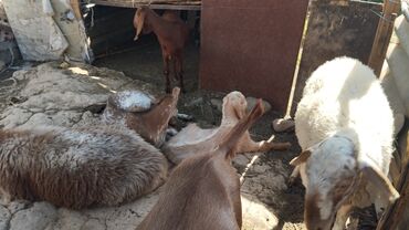 суточные квартиры в кочкор ате: ✅ Сапаттуу койлор жана эчкилер сатыкта! 🐑🐐 Эмне үчүн бизден сатып
