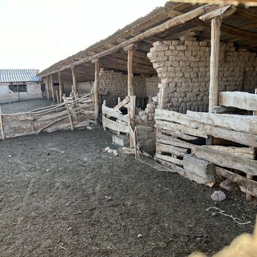 Сельхоз предприятия: Продаю Кошара, 40 соток, Действующий, С оборудованием, Отопление, Холодная вода, Электричество at lalafo.kg — 4 Сельхоз предприятия: Продаю Кошара, 40 соток, Действующий, С оборудованием, Отопление, Холодная вода, Электричество — 4