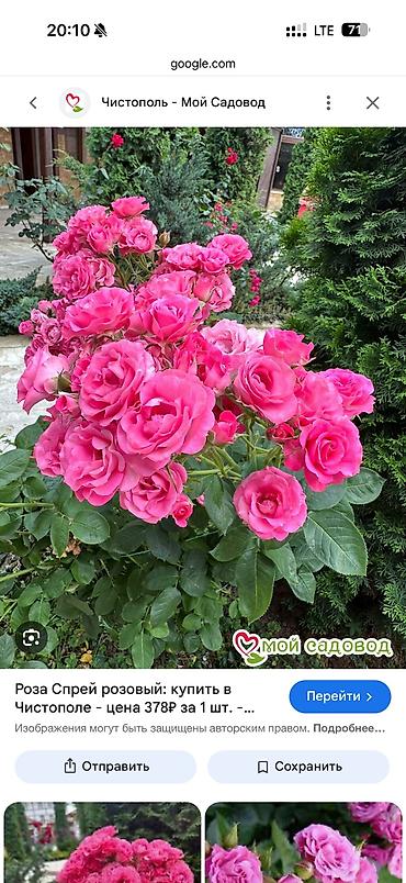 Роза: Саженцы — 13