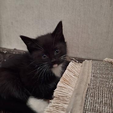 барханный кот купить: Котята, домашние, окрас: - рыжий табби с белой грудкой и животиком - — 5