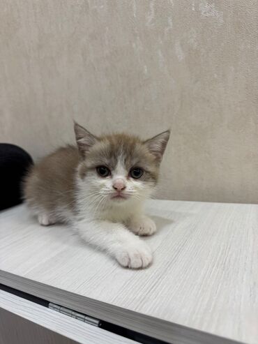 Pişiklər: Şotland, Dişi, Erkək, Ödənişli çatdırılma, Ünvandan götürmə — 3