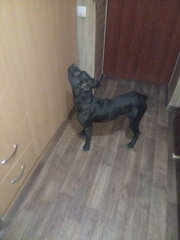 продажа щенков немецкой овчарки в бишкеке с документами: Питбуль, 8 айлык, Эркек