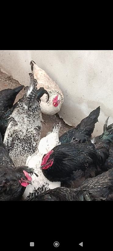 Toyuqlar: Toyuq, Damazlıq, Ünvandan götürmə — 8