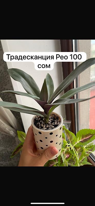 Традесканциялар: Распродажа комнатных растений -Эпипремнум пересажен,адаптирован — 6