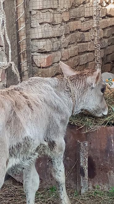 Коровы, быки: Продаю | Тёлка — 5