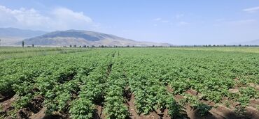 Картошка: Картошка Оптом — 9